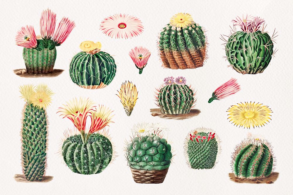 Cactus watercolor illustration set