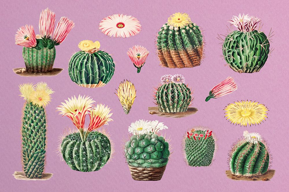 Cactus watercolor illustration set