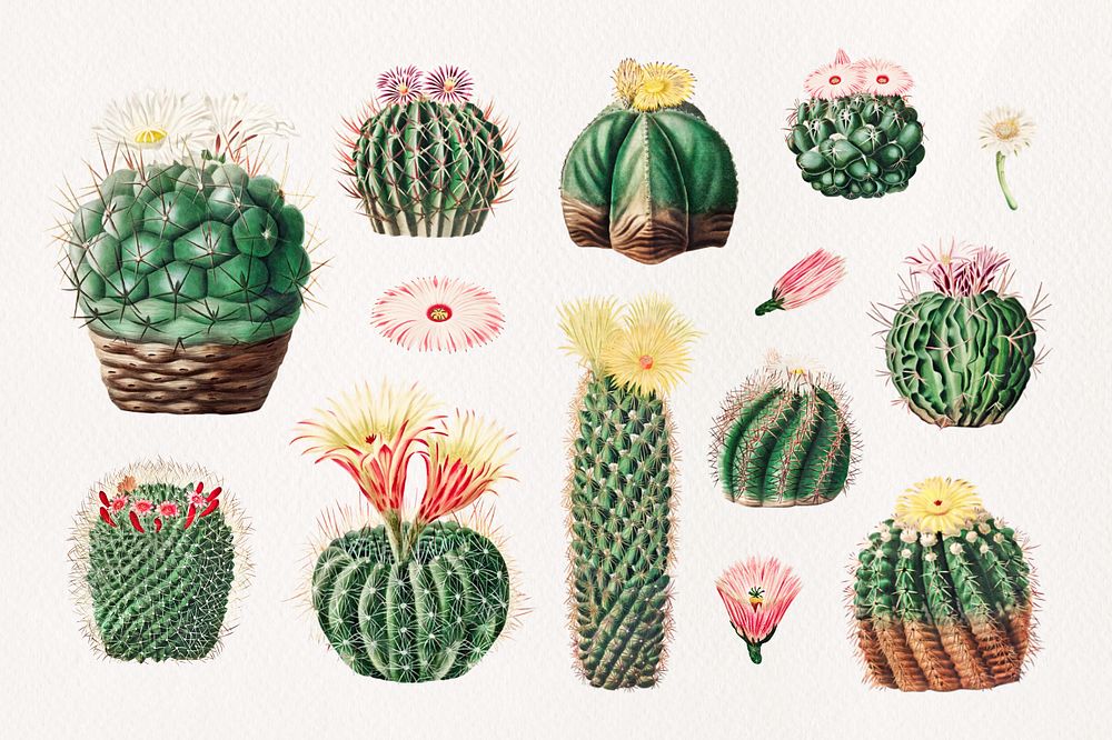 Cactus watercolor illustration set