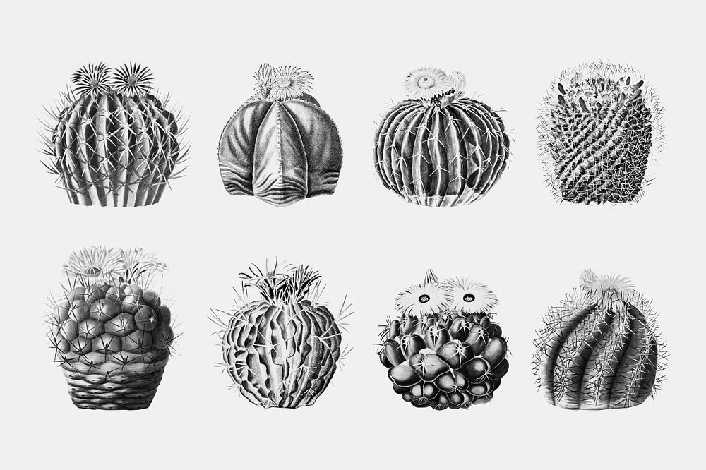 Cactus black & white illustration set