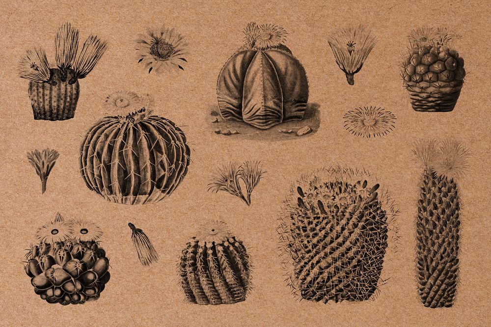 Cactus black & white illustration set