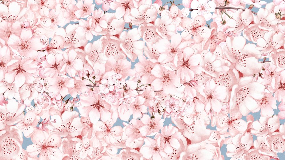 Cherry blossom pattern computer wallpaper, botanical illustration, editable design