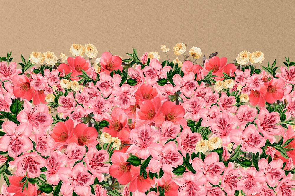 Spring azalea flowers background, pink botanical border, editable design