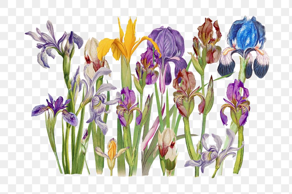 Purple iris flower png, botanical illustration, editable design