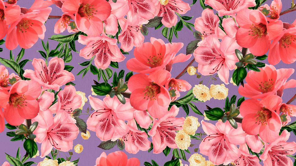 Pink azalea flower computer wallpaper, Chinese quince botanical illustration, editable design