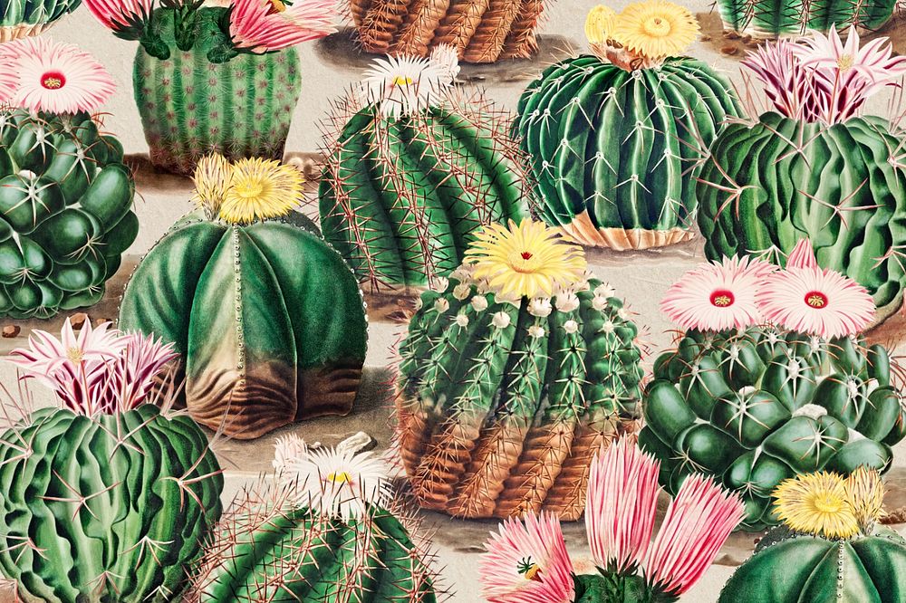 Cactus illustration, editable background design