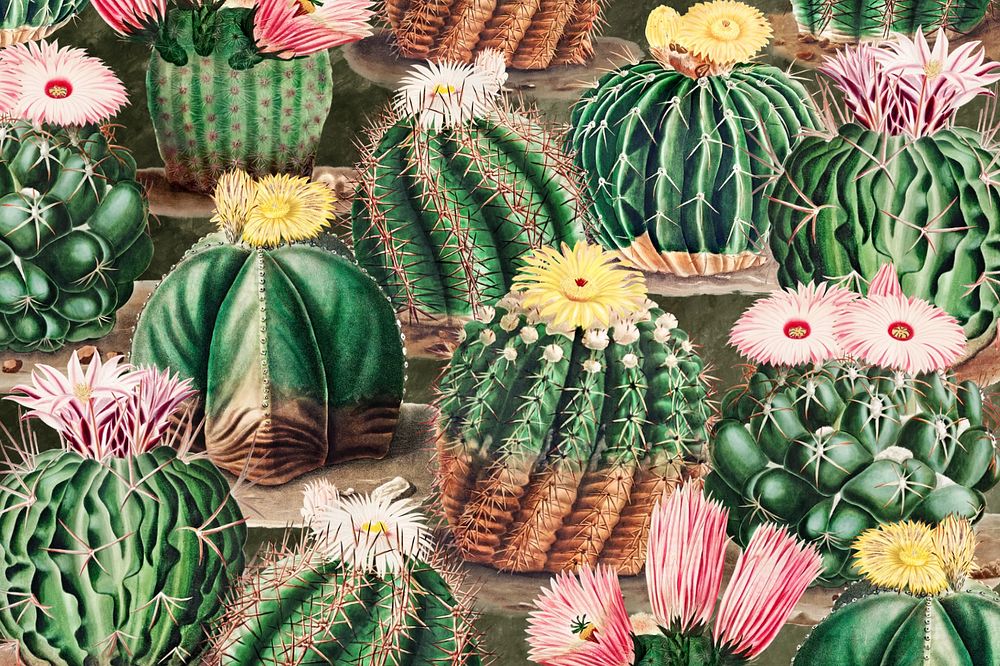 Cactus illustration, editable background design