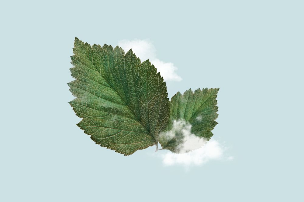 Fresh air, cloud and leaf editable design. Remixed by rawpixel.