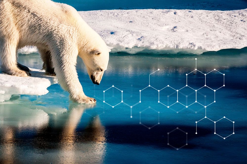 Polar bear, climate change, digital remix, editable design