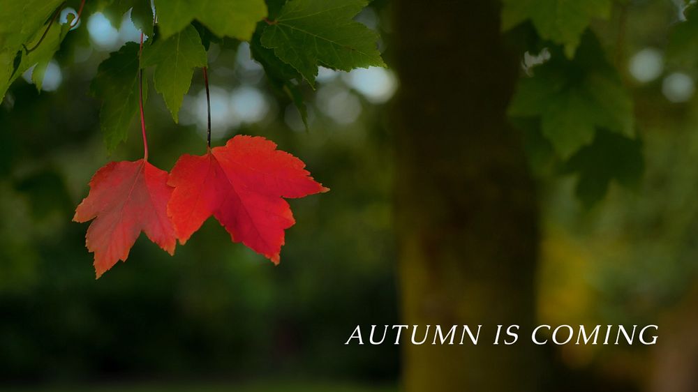 Autumn aesthetic blog banner template, editable text