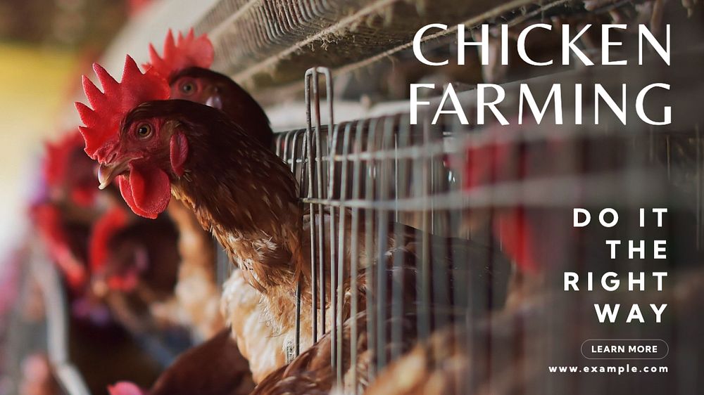 Chicken farming  blog banner template, editable text