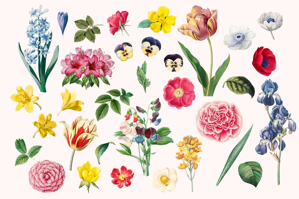 Editable colorful flower illustration set