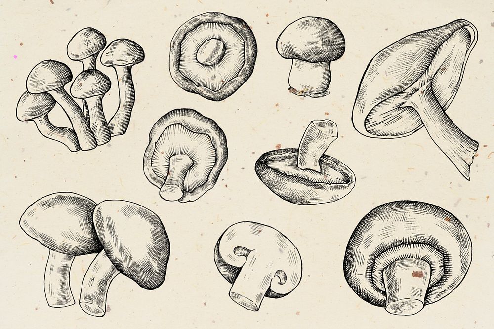 Black & white mushroom editable illustration set