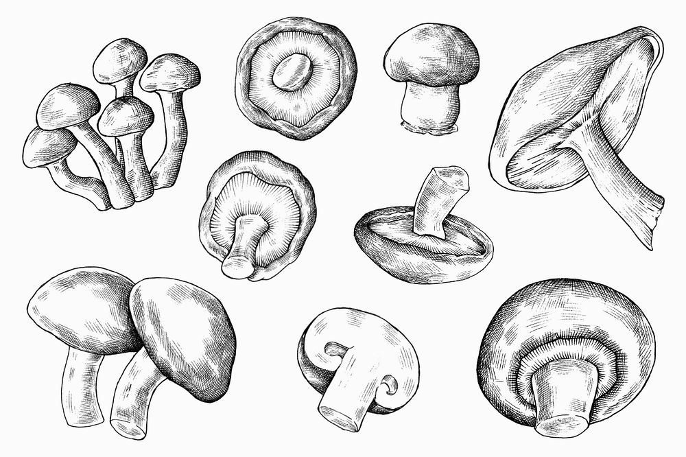 Black & white editable mushroom illustration set