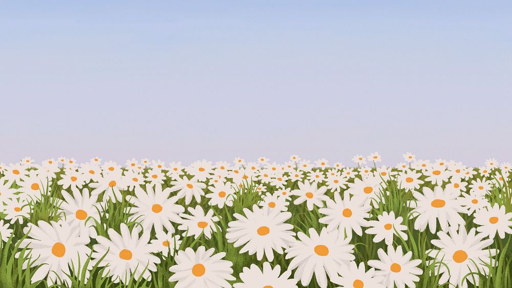 Editable daisy  field illustration desktop wallpaper