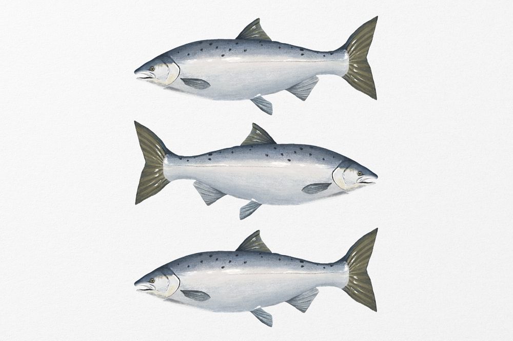 Salmon fish, seafood illustration, editable design