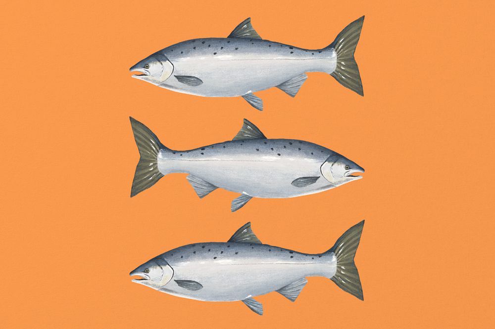 Salmon fish, seafood illustration, editable design