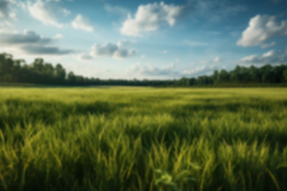 Editable blurred agriculture wheat farm backdrop