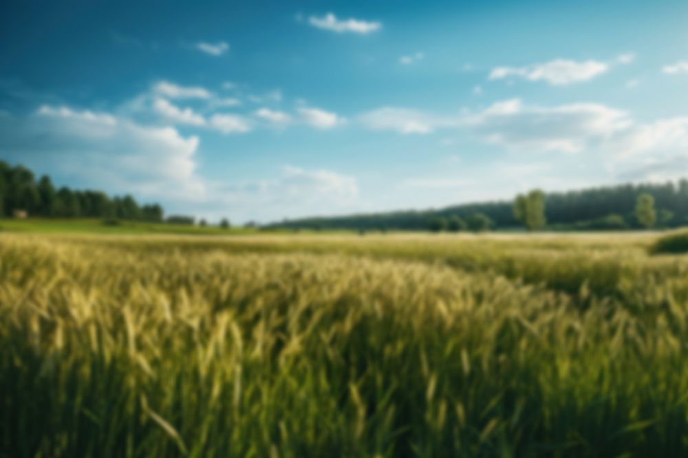 Editable blurred agriculture wheat farm backdrop