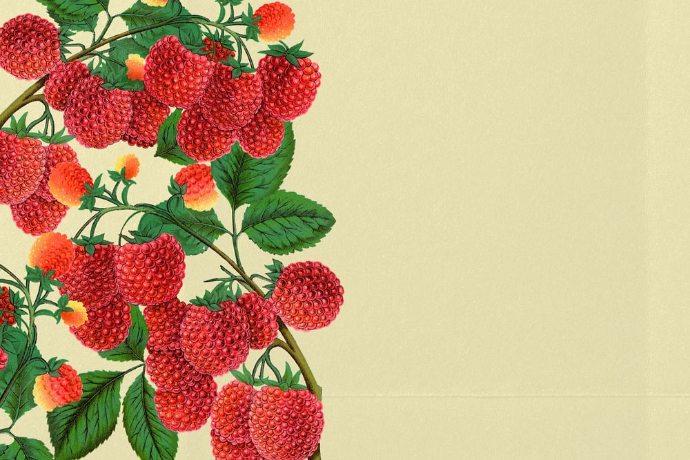 Raspberry border, vintage illustration, editable design