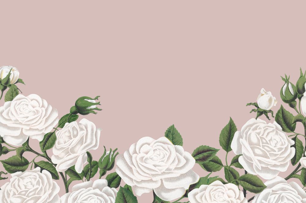 White rose border, vintage illustration, editable design