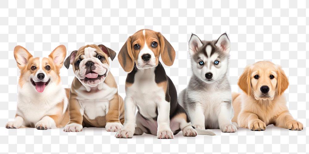 Pet puppy dogs png element, animal remix, editable design