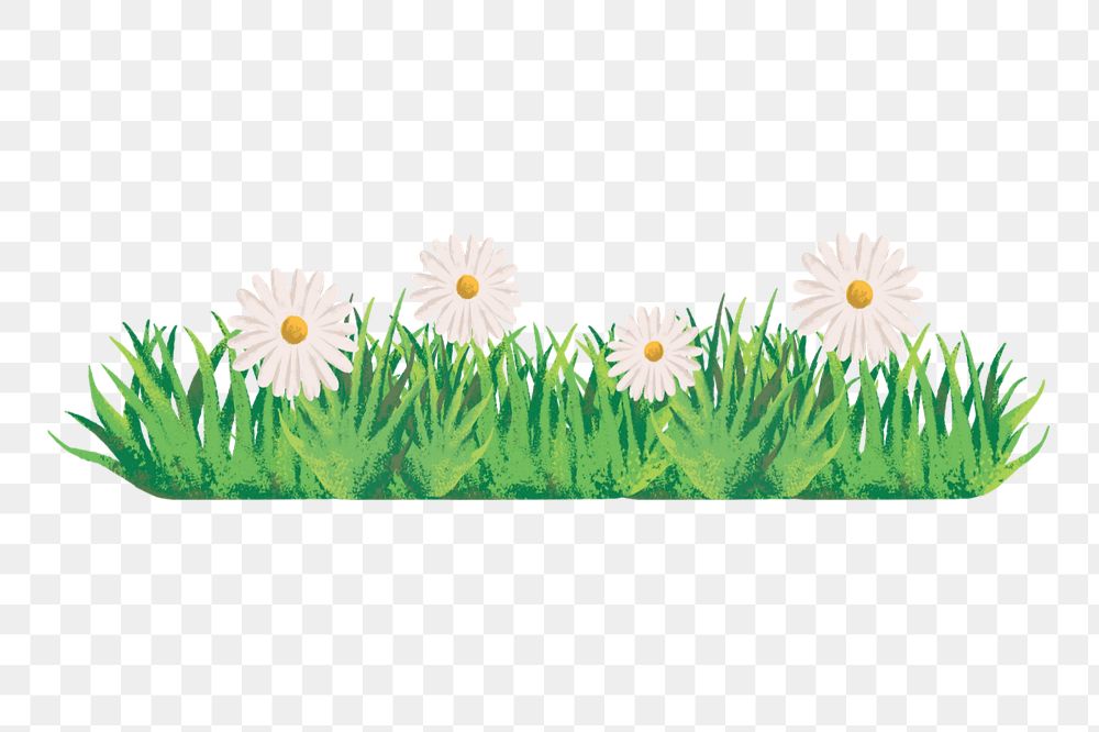 Editable daisy   png element, painting illustration