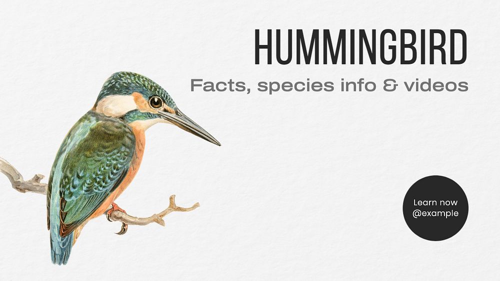 Hummingbird blog banner template, editable text