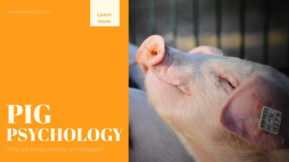 Pig psychology blog banner template, editable design