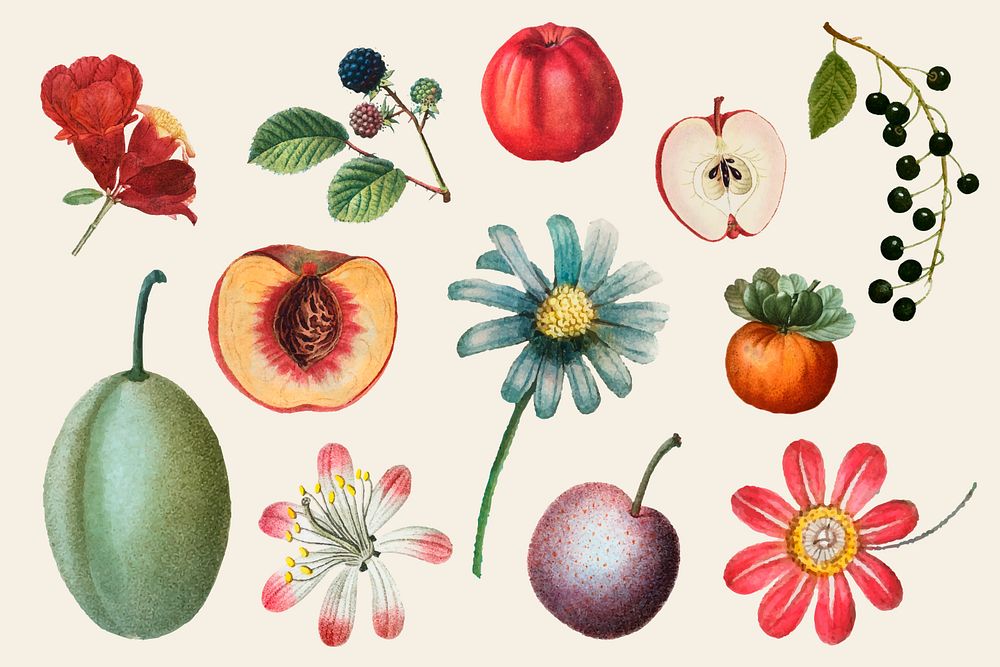 Fruit flower collection elements set, editable design