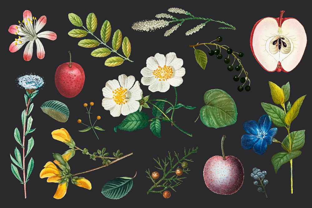 Fruit flower collection elements set, editable design