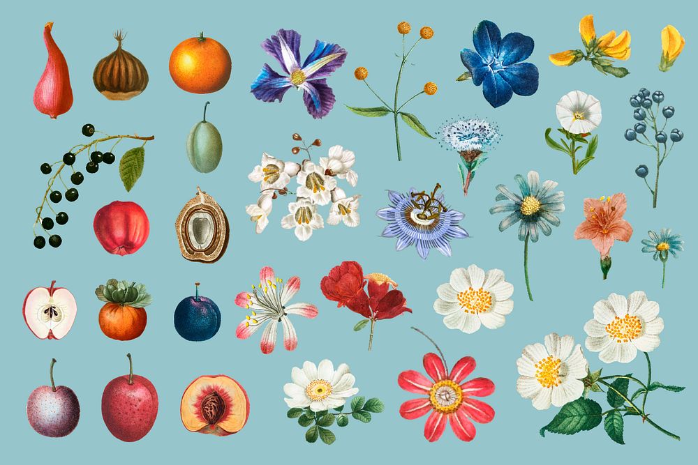 Fruit flower collection elements set, editable design