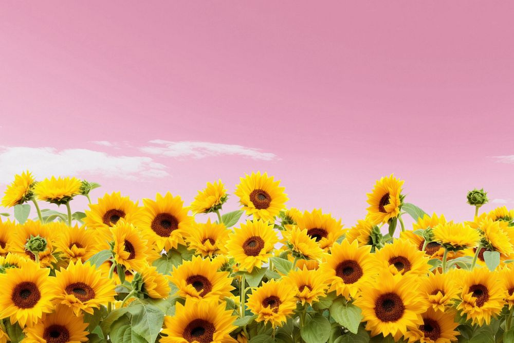 Sunflower hill plant nature remix, editable design