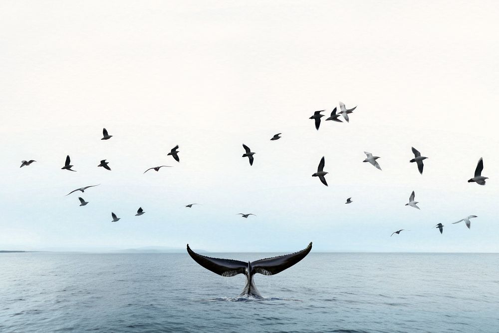 Whale tail marine life nature remix, editable design