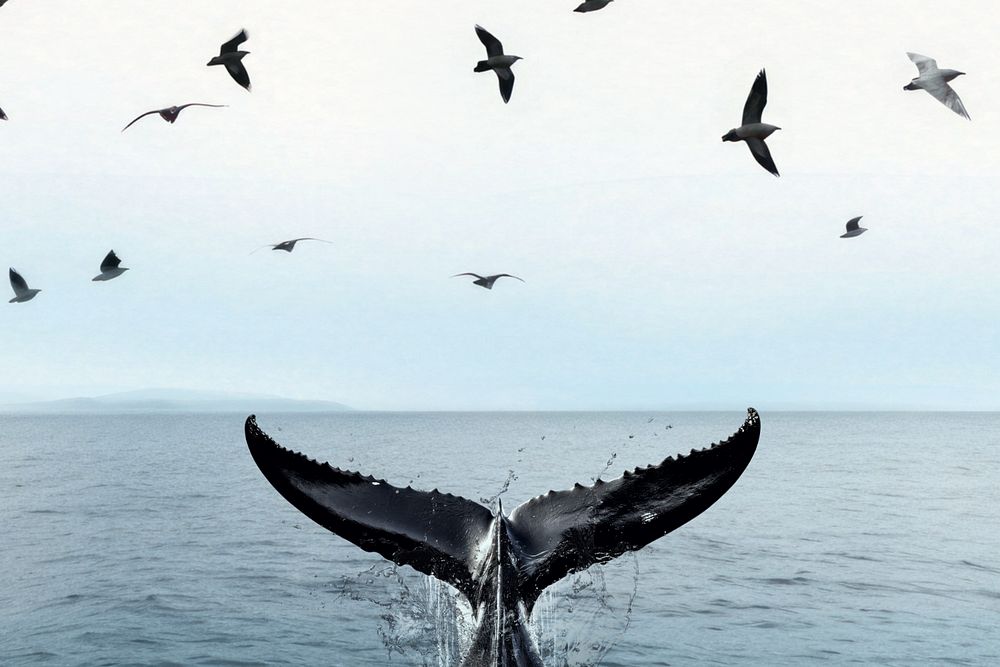 Humpback whale tail marine life nature remix, editable design