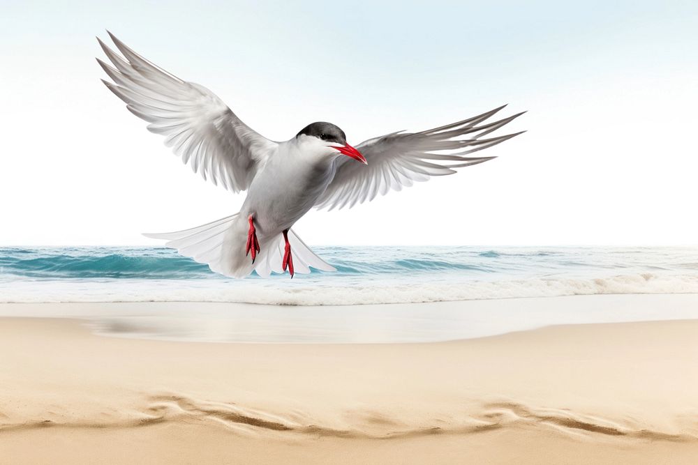 Arctic tern bird animal nature remix, editable design