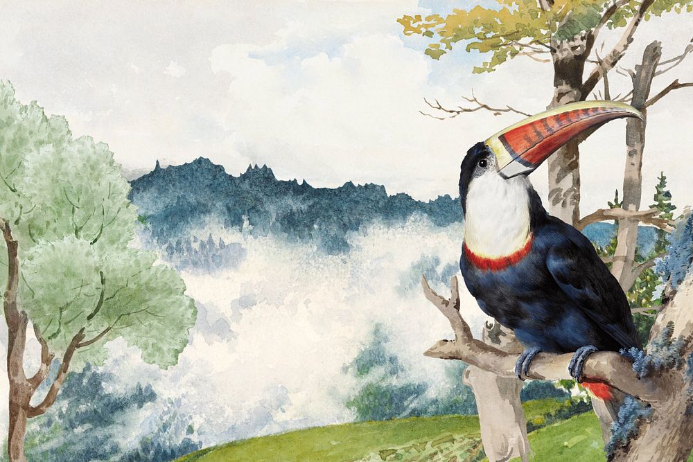 Toucan bird background, vintage animal illustration by Aert Schouman. Remixed by rawpixel.