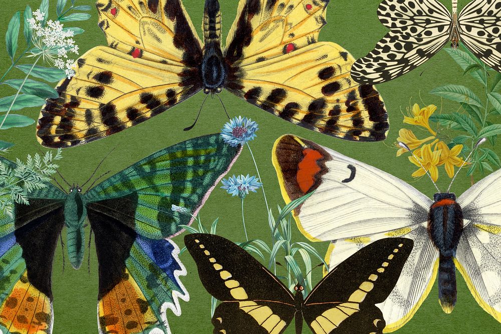 Exotic butterflies background, vintage illustration. Remixed by rawpixel.