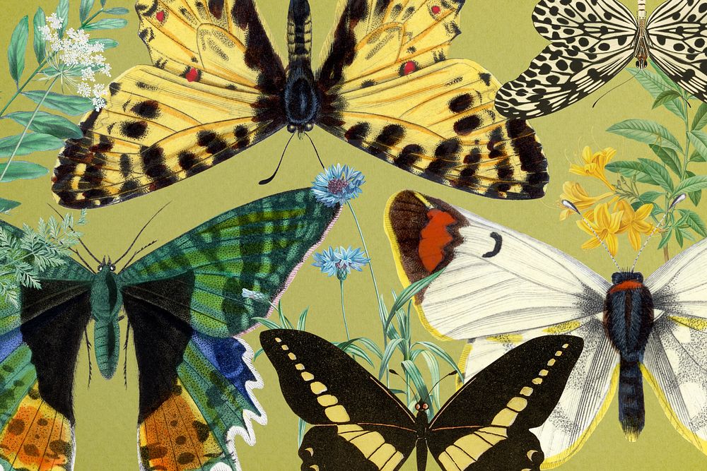 Exotic butterflies background, vintage illustration. Remixed by rawpixel.