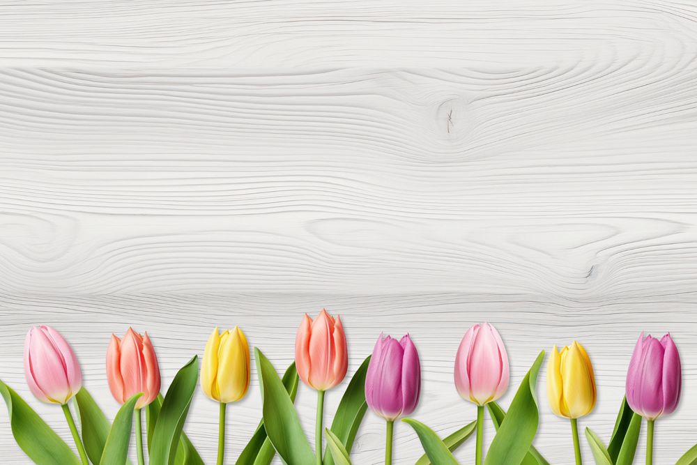 Tulip flower border background