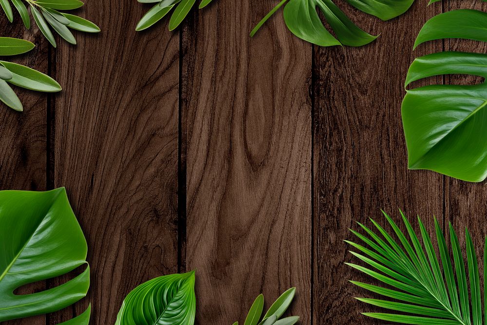 Wooden texture background, monstera leaf frame