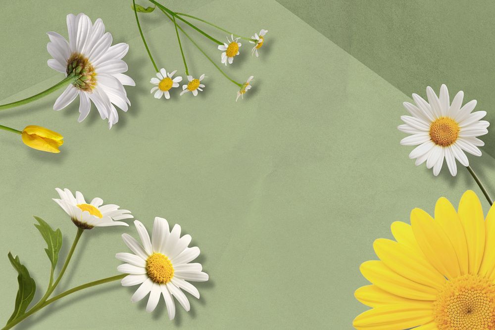 Daisy flower aesthetic remix