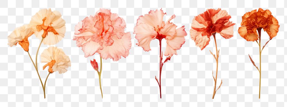 Flower png element set on transparent background