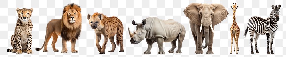 Wild animals png on transparent background