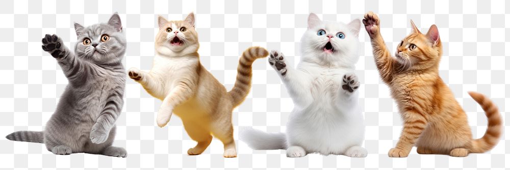 Cats happy png element set on transparent background