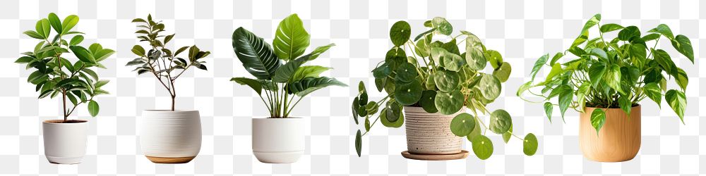 Houseplants png cut out element set, transparent background