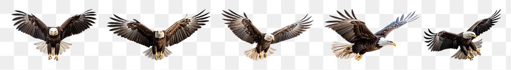 PNG Flying eagle bird animal set, transparent background