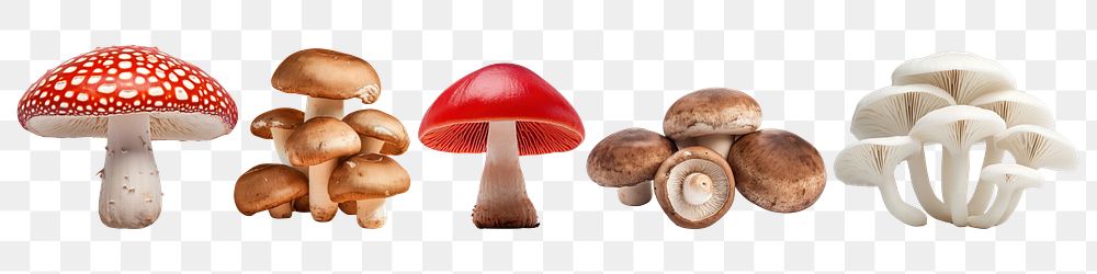 Mushrooms png cut out element set, transparent background