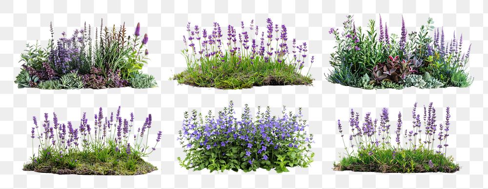 Lavender border png cut out element set, transparent background