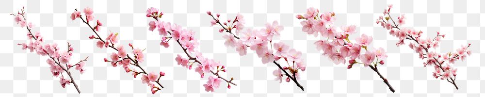 Sakura cherry blossom branch png cut out element set, transparent background